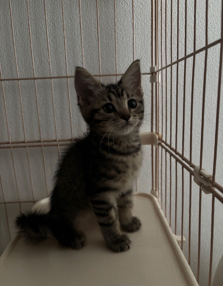 2匹目お迎えした♡♡🐱