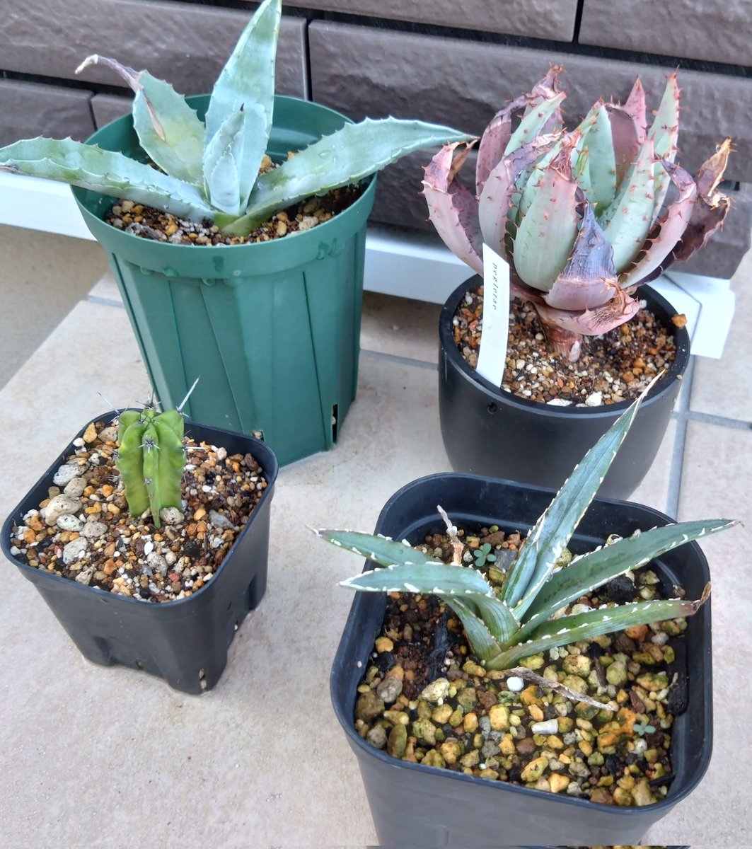 🌵✨ 新しい仲間がやってきた…！
今日友達から頂き気づけばサボテンやアガベに囲まれて完全に"沼"に片足突っ込んでるかも😂
ひとつひとつ表情違って眺めてるだけで癒される…🌱
どんどん愛着湧いていくのがコワいくらい可愛い
これもう集始めたら止まらない予感…😇
#多肉植物 #観葉植物 #サボテン沼