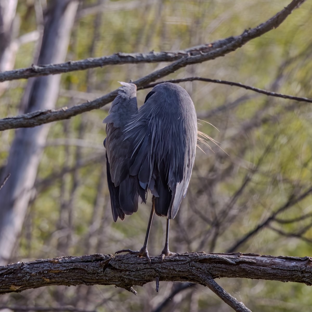 Avian wardrobe malfunction! #birds #birding #birdsinwild #birdphotography #twitternaturecommunity #Canon #IndiAves #WildlifePhotography #BirdsSeenIn2025