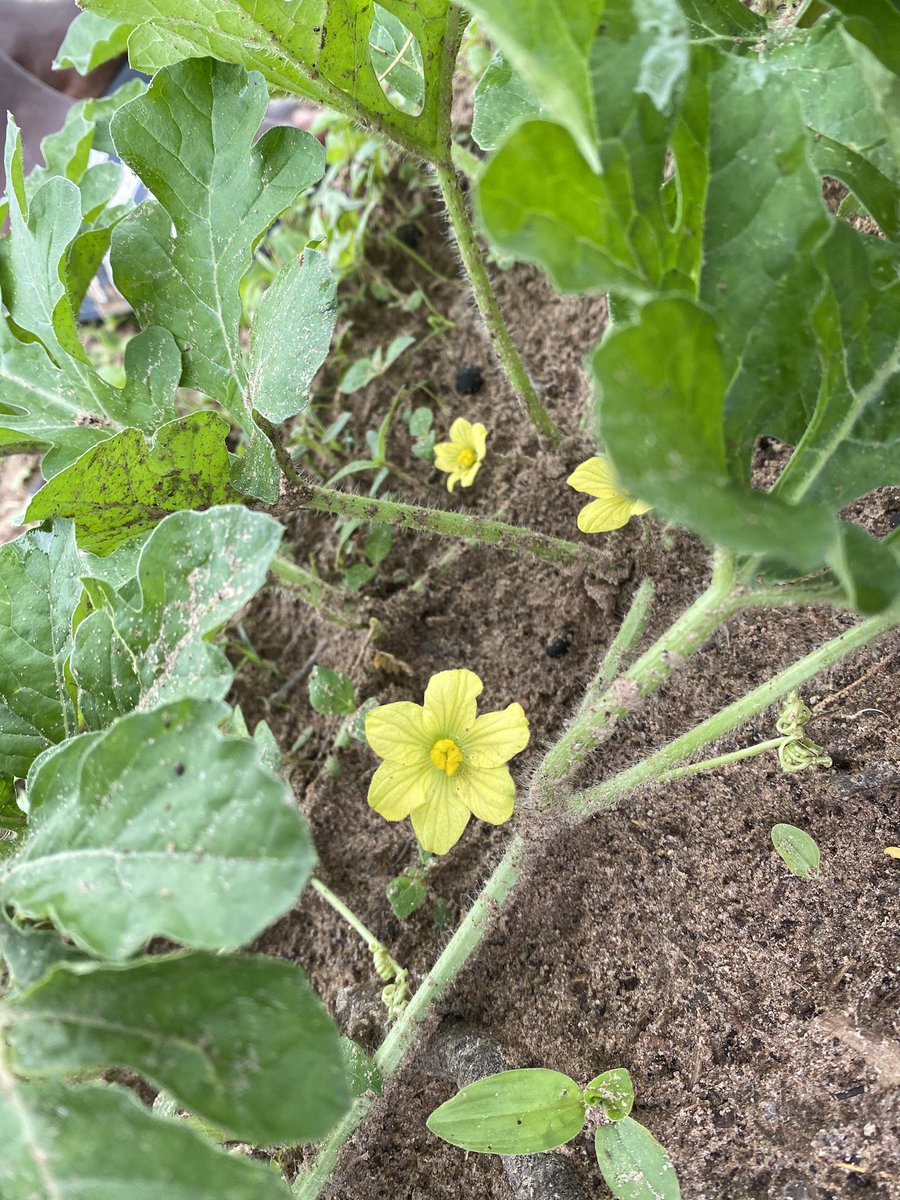 410MoBamba's tweet photo. "Pratiquez ce que vous prechez."
Je crois aux solutions issues de la nature, i mean l'agroécologie.
J'ai toujours de différents types de fumiers avec moi en plus des espèces que je fusionne pour faire mes engrais, composts, biopesticides...
#AgriCheck 🌿 https://t.co/5bbWJ88Laj