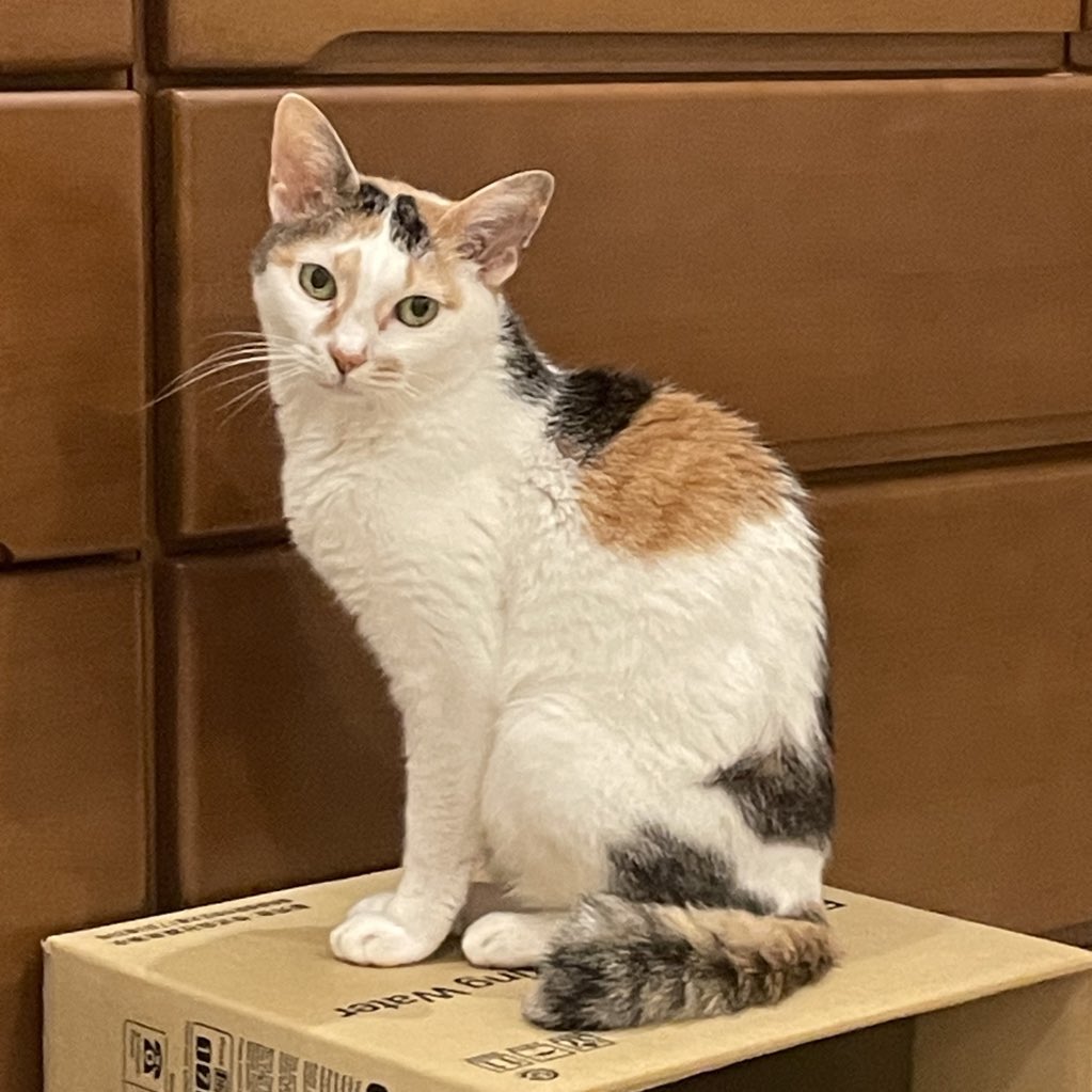 賢い担当の猫が昨日夕方旅立ちました。19歳5ヶ月と半月くらい、最期までびっくりするほど美しく賢く可愛く誇り高い猫でした。またね。ミトラさん。