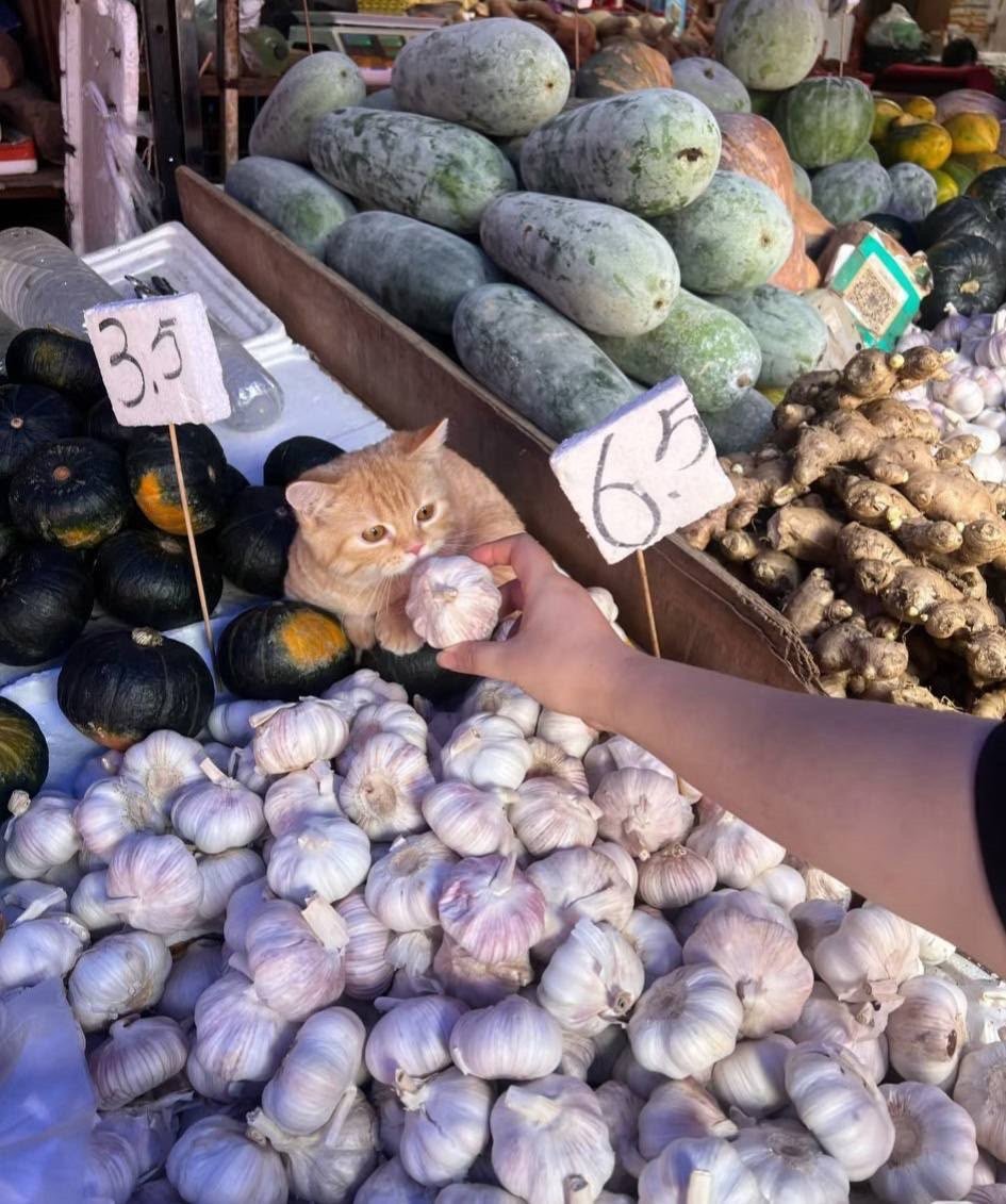 CatWorkers's tweet photo. Shocked. https://t.co/ATn6N5vEPv