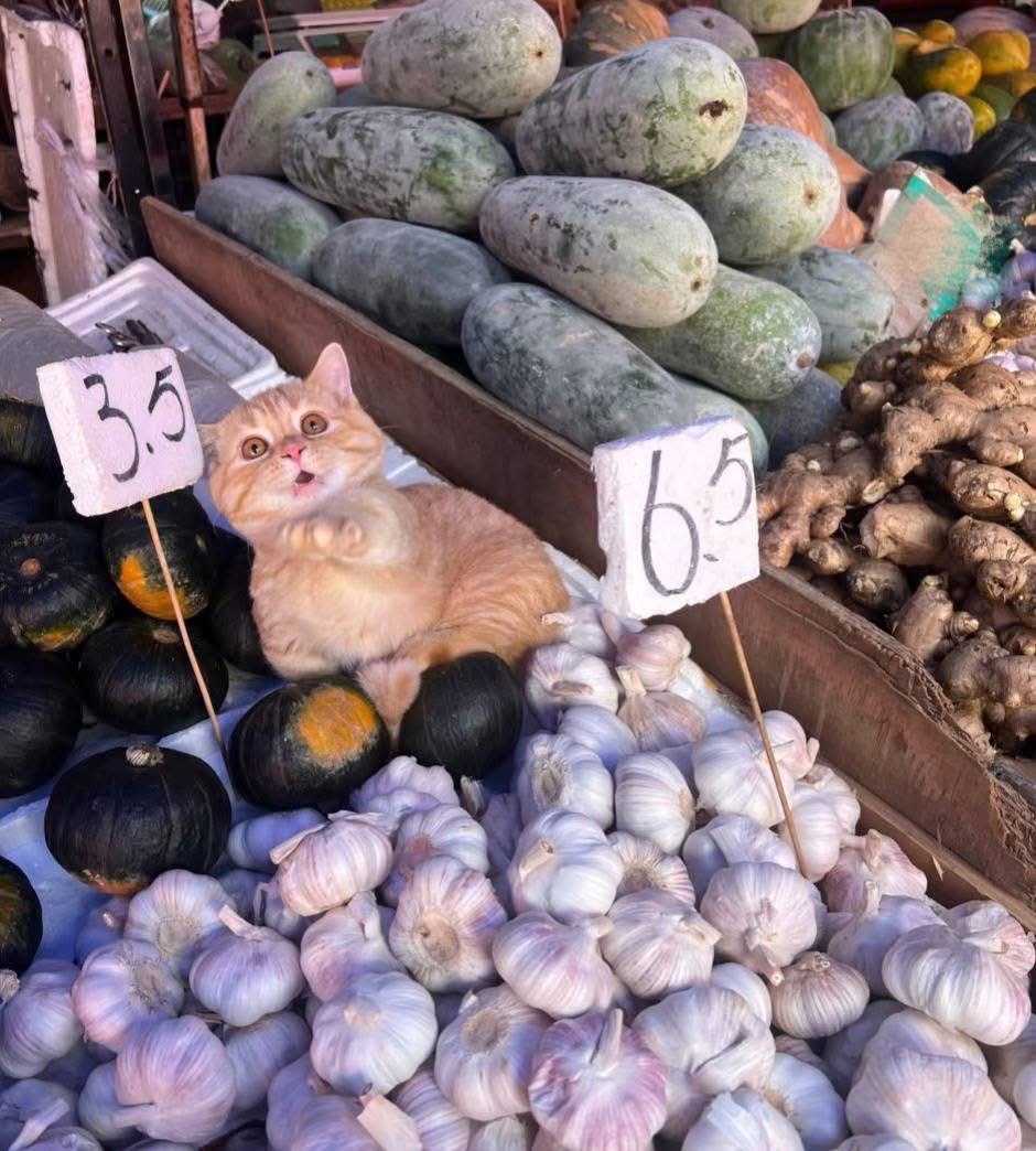 CatWorkers's tweet photo. Shocked. https://t.co/ATn6N5vEPv