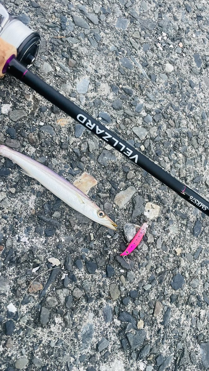 ren28_fish's tweet photo. 久々釣り、、、ヴェルザードSMRS76届いたので本命チヌだったけど、、下手なのでとりあえずカマスで入魂😇
1.5g？ミノーでもバッチリ感度伝わってくるいい竿でした👌
30gはきついって https://t.co/lCUGKhUegR