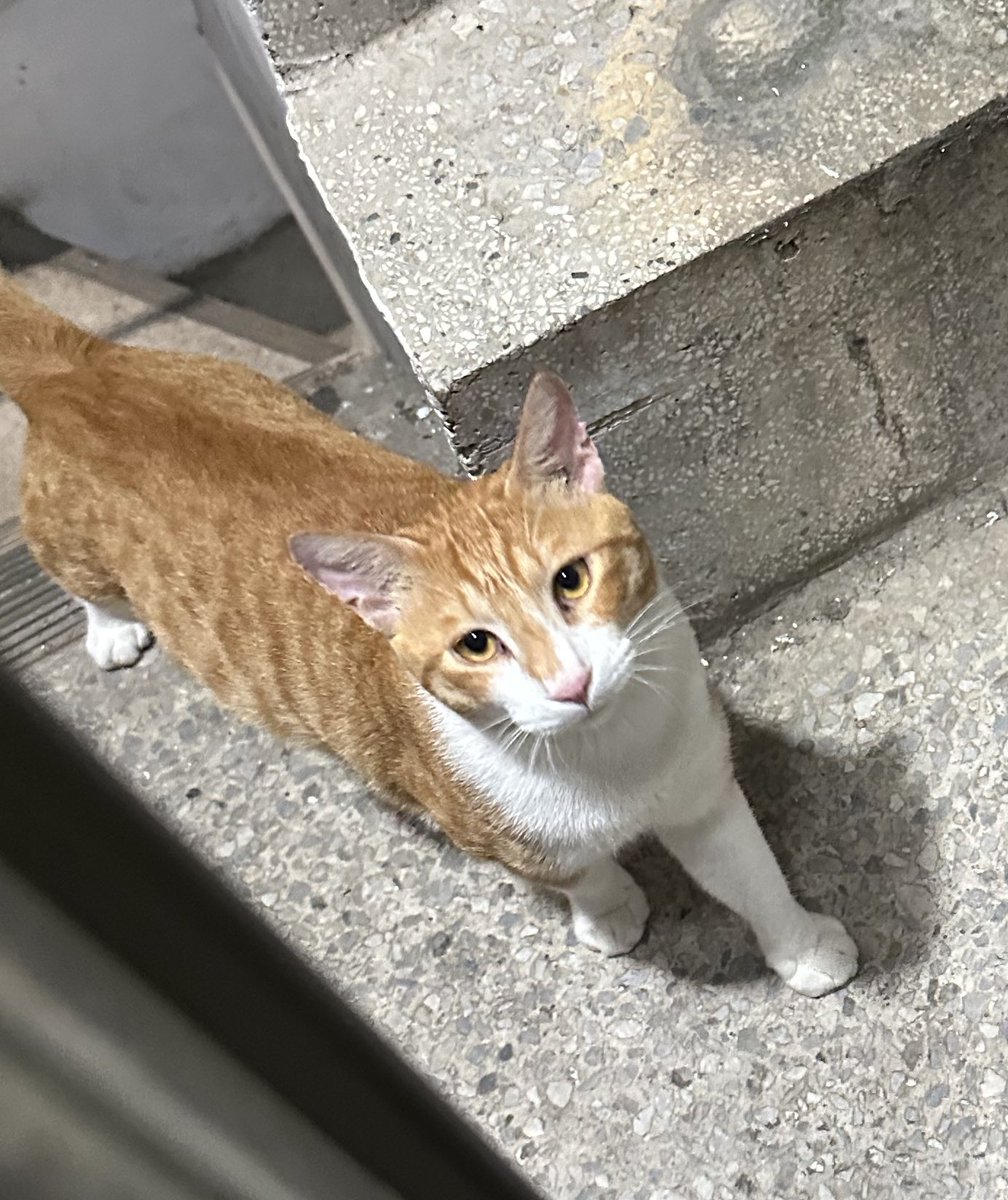 cchee07's tweet photo. 모르는 고양이에오 https://t.co/sEZhL9IrsD