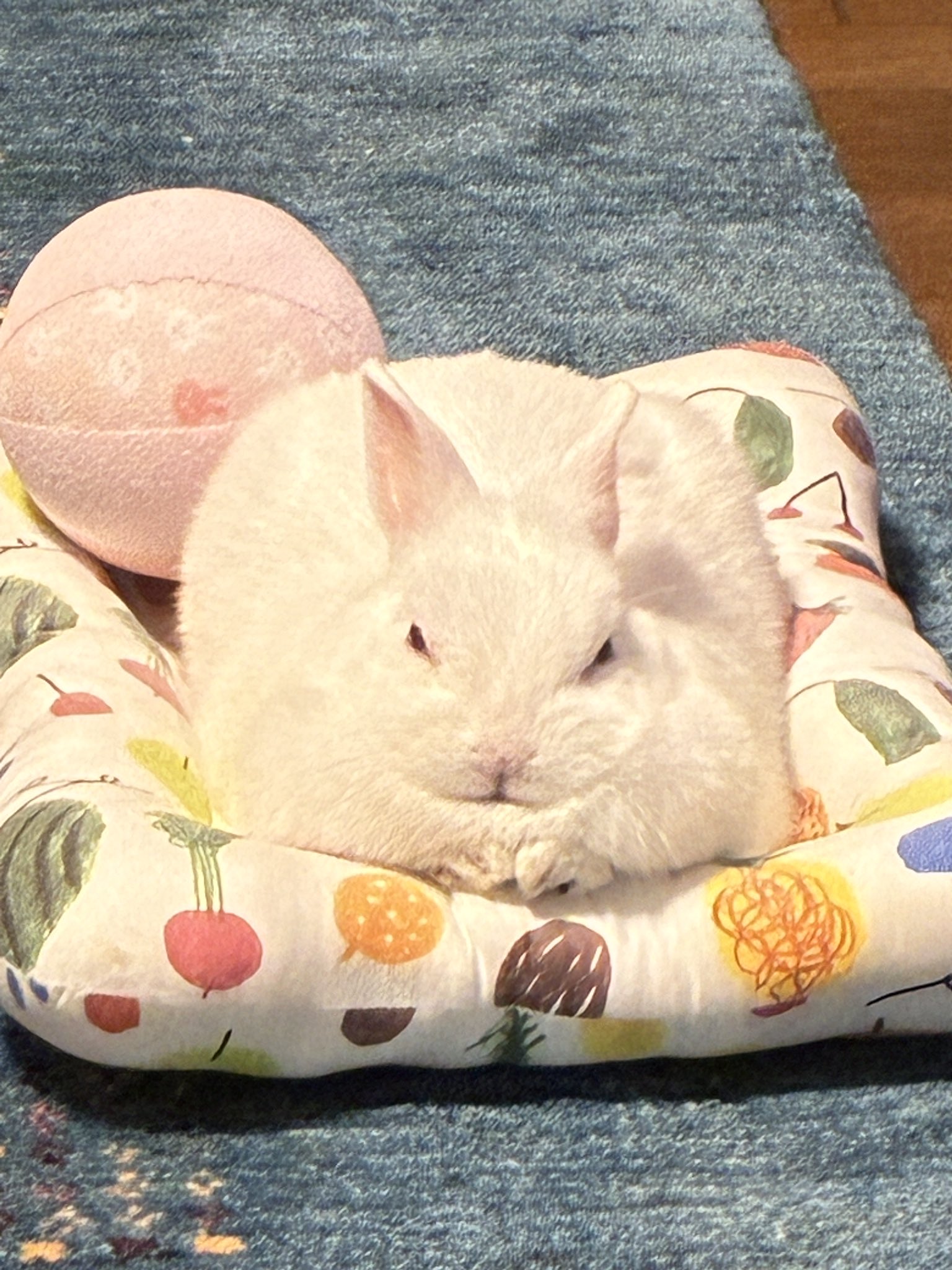 裕うさぎ様 bonko on X: 