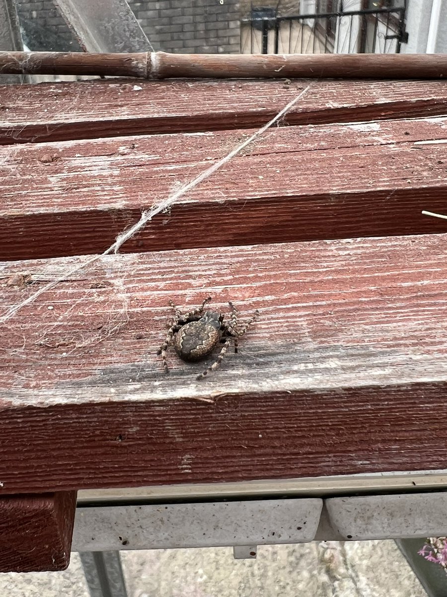 Anyone know what kind of spider I’ve just fled from in my greenhouse.  Big flat body, thought it was a beetle at first.