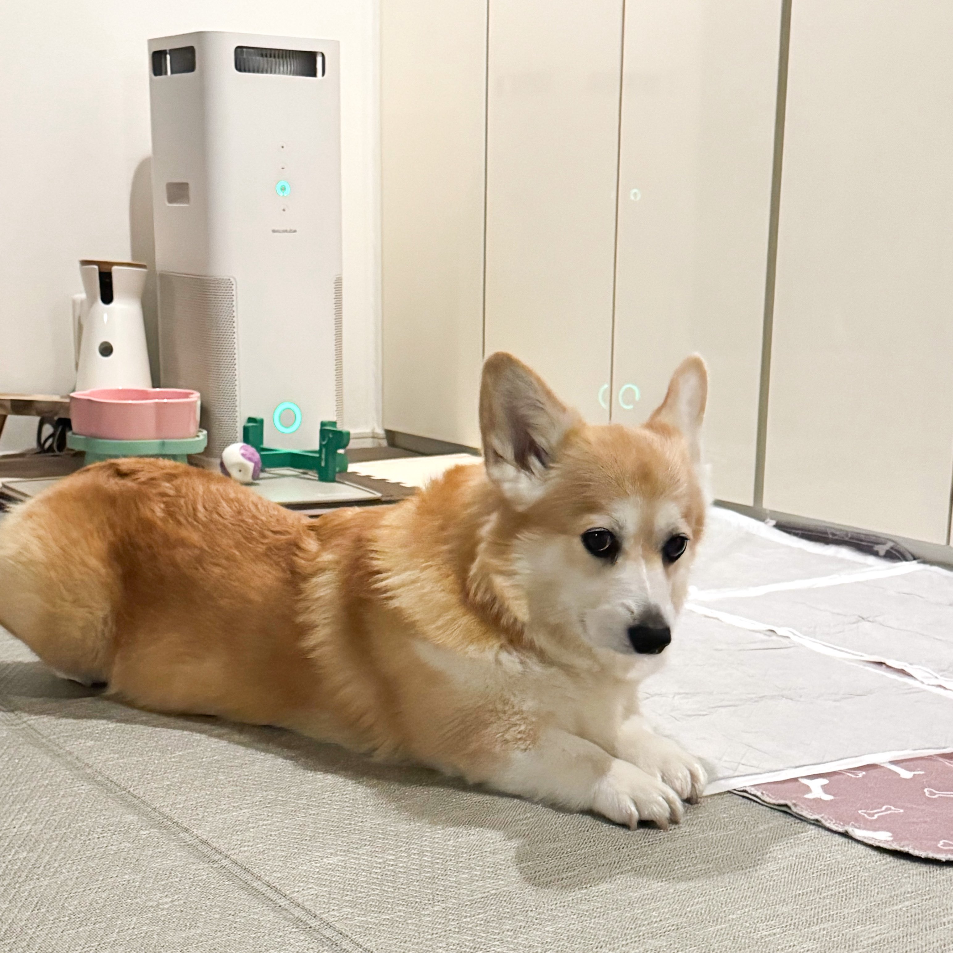 コスモスコーギー elmoelmodog on X: 