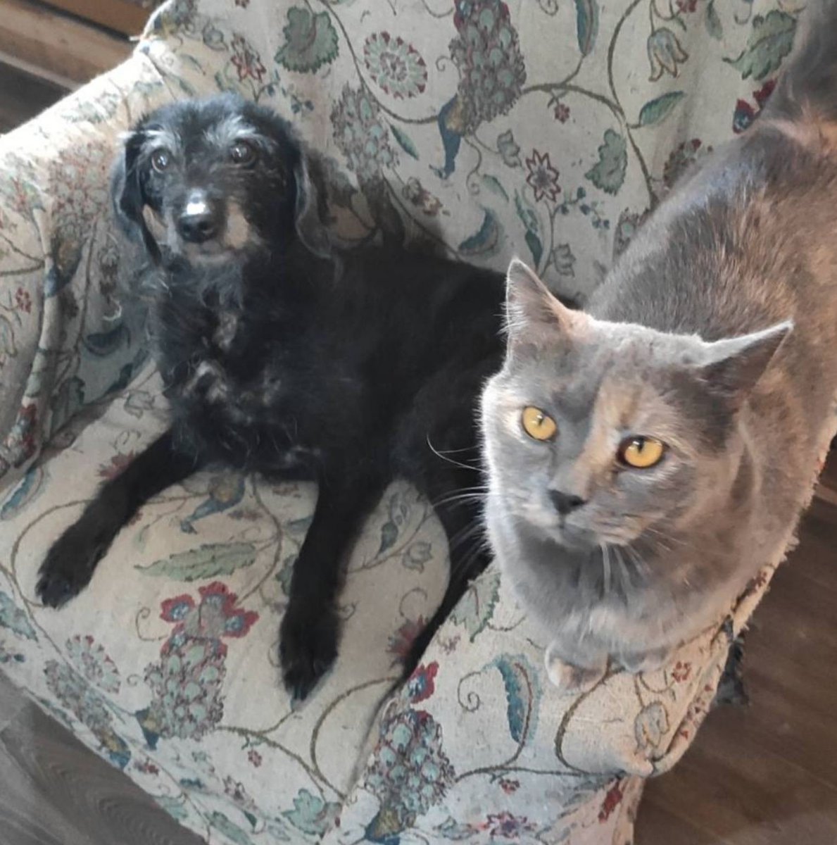 KotShurick's tweet photo. Неизбежно приближается день закупки кормов для 🐱🐶и нам нужна ваша помощь и поддержка.Будем очень благодарны и признательны вам,если найдёте возможность поучаствовать в закупке и внести свою лепту в сытую жизнь питомцев🤝  BELARUSBANK 9112 3801 1004 9667 до 09/26 STABROVA HALINA https://t.co/WDhkYYyK3I