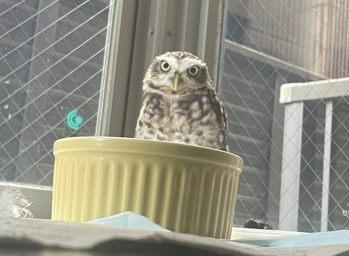 エドママ tweet media