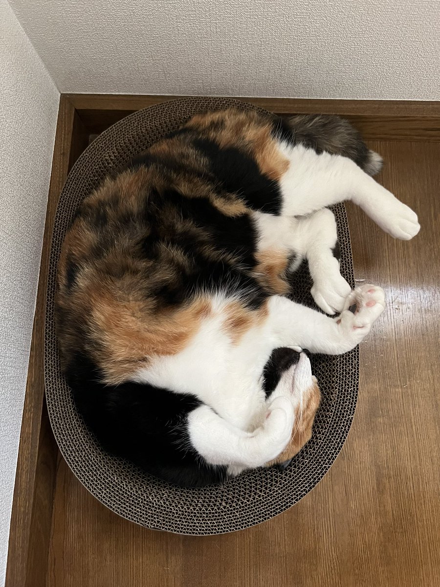 三毛猫様♡ありがとうございます♡ 三毛猫 - Search / X