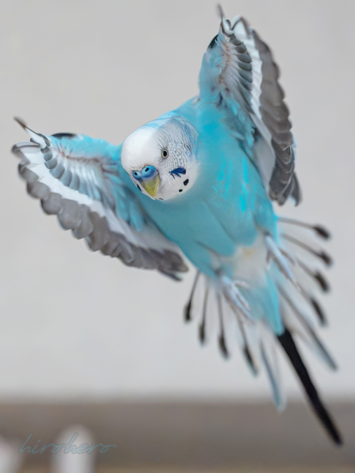 ◆インコ◆ お客様専用約1／2サイズセキセイインコ | TinyBooBoo