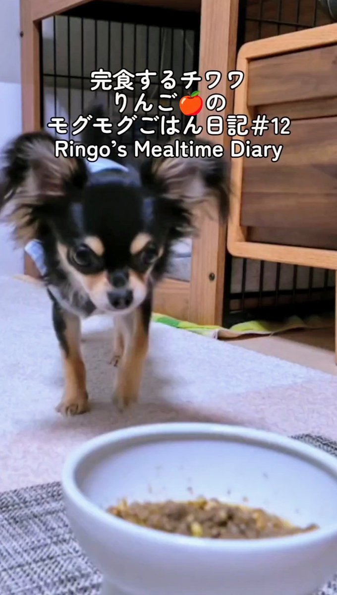 ใใใ๐ Ringo the Chihuahua (@ringo_lcc) on Twitter photo ไปๆฅใฎใขใฐใขใฐใใฏใๆฅ่จ๐  
YouTubeใทใงใผใใซๅ
ฌ้ใใพใใ๏ผ  
โถ youtube.com/shorts/xtZKALGโฆ
#ใใฏใฏ #็ฌๅ็ป #YouTubeShorts ไปๆฅใฎใขใฐใขใฐใใฏใๆฅ่จ๐  
YouTubeใทใงใผใใซๅ
ฌ้ใใพใใ๏ผ  
โถ youtube.com/shorts/xtZKALGโฆ
#ใใฏใฏ #็ฌๅ็ป #YouTubeShorts