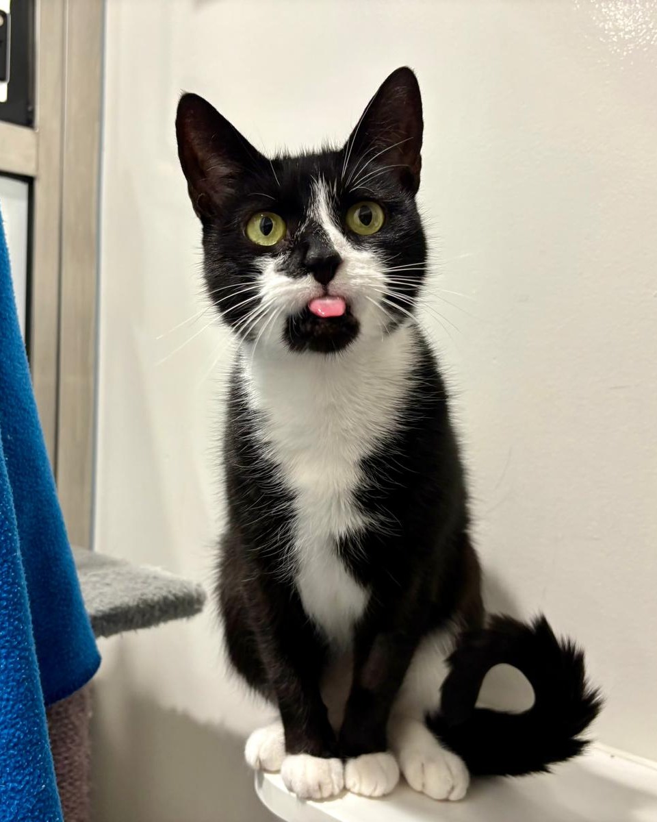 Battersea_'s tweet image. Battersea cat Magpie is here to make you smile with a #TongueOutTuesday! Share your pet's photo below and spread the joy. 💙