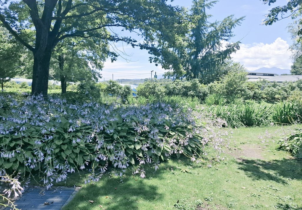 最近は銀河鉄道の夜の朗読を聴きながら何回も夢の中に🌃🚂ジョバンニも眠ってるから私も。。🛌全然夢は見ない。。