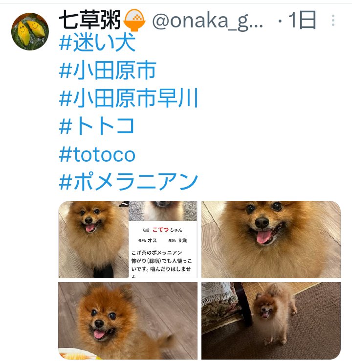 迷子犬ポメラニアン - Search / X