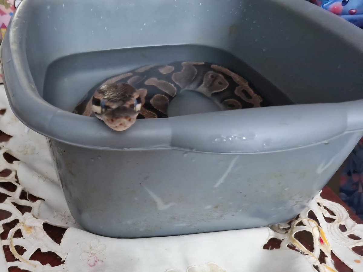 SerpentEmpress_'s tweet image. Harley having a bath. #royalpython #ballpython #snake #bath