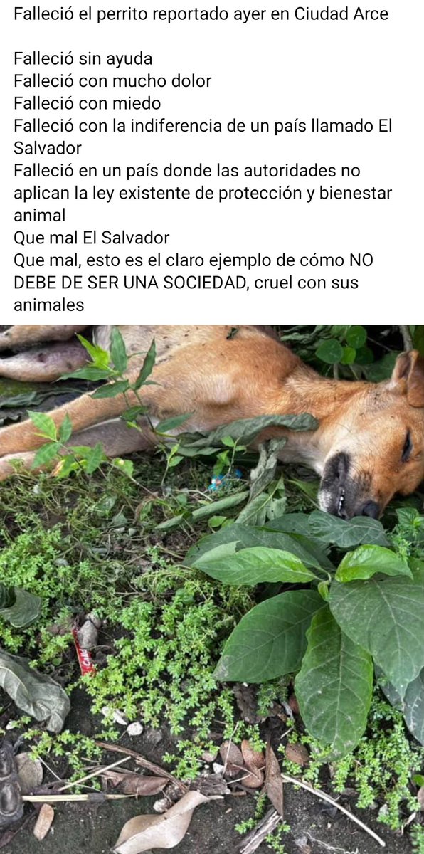 njavier_93's tweet photo. Queremos ser país de primer mundo, olvidando seres vivos en el mundo que vivimos.

@nayibbukele @ibaelsalvador https://t.co/CsqjOSUl4F