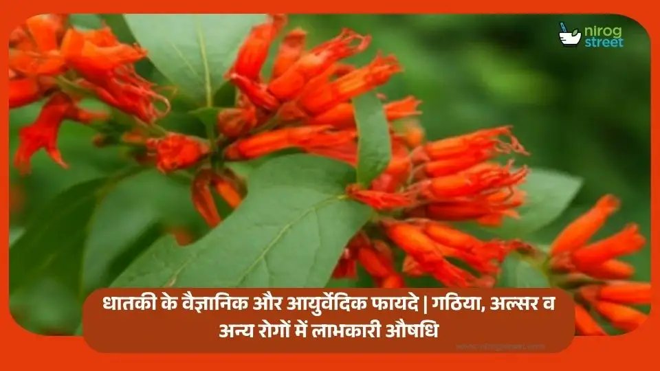 कंप्यूटर पर लंबे समय तक बैठने से कमर दर्द? व्याघ्रासन से पाएं राहत
nirogstreet.com/dl/sf62M8ODKdO…