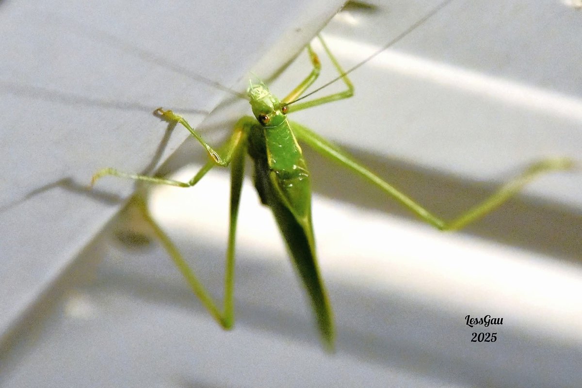 ManneLess's tweet image. Elle est passée en fin de soirée. 
Une sauterelle verte, elle est nocturne 
Août 2025
#Québec #photographie #insecte