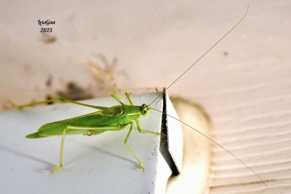 ManneLess's tweet image. Elle est passée en fin de soirée. 
Une sauterelle verte, elle est nocturne 
Août 2025
#Québec #photographie #insecte