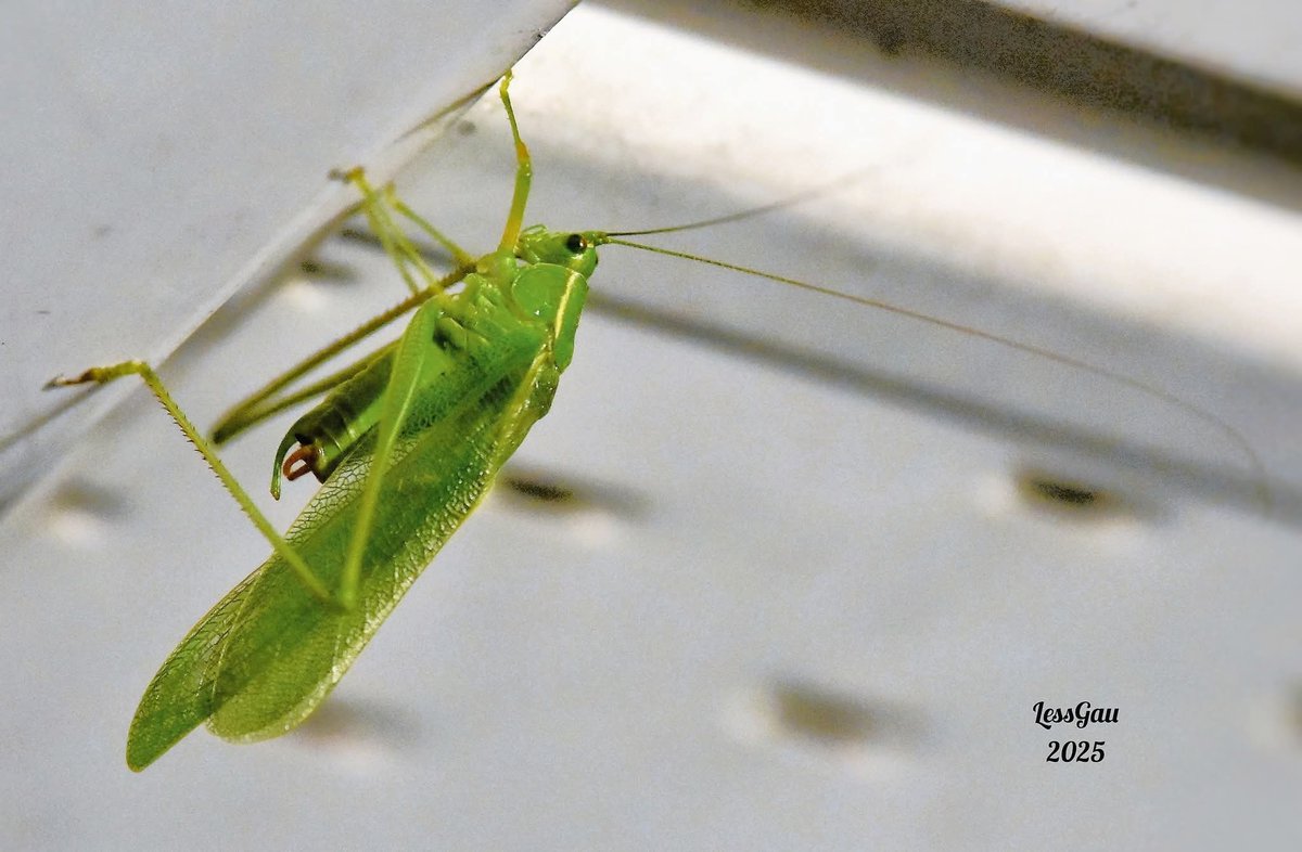 ManneLess's tweet image. Elle est passée en fin de soirée. 
Une sauterelle verte, elle est nocturne 
Août 2025
#Québec #photographie #insecte