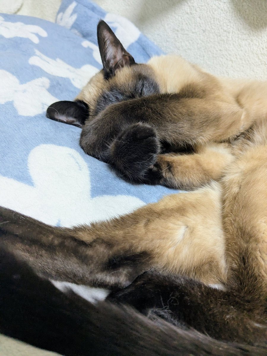 seal_point_cats's tweet photo. まぶしっ
#猫好きさんと繋がりたい #サイアミーズ https://t.co/hyyC5AETSG
