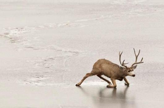 DIVA  SLIPPING  SEND  HELP