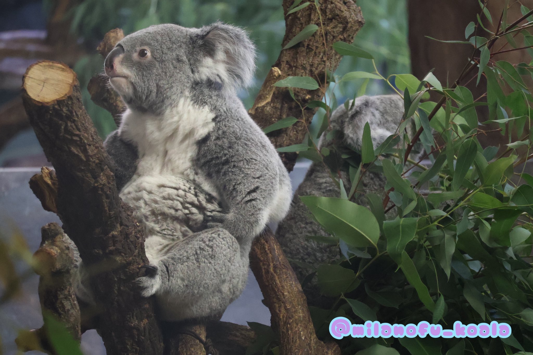 コアラ様23.5cm みらの🐨 on X: 