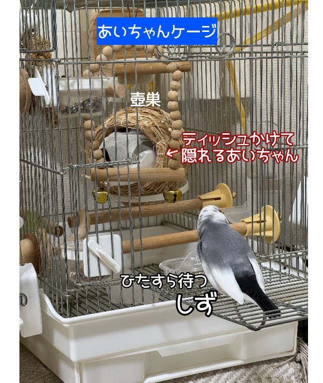 ケージの外でひたすら待つ文鳥（しず）🐥
居留守をつかう文鳥（あいちゃん）😅
#決して中には入りません