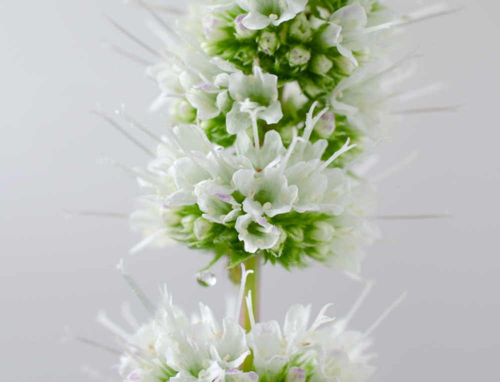 merumofrance's tweet photo. ミントの花が咲いちゃったんだな、、
葉の味が落ちてしまうので摘み取ります、
写ってる部分は縦1㎝くらい。
#NikonMicro https://t.co/xnQgXIiwA8