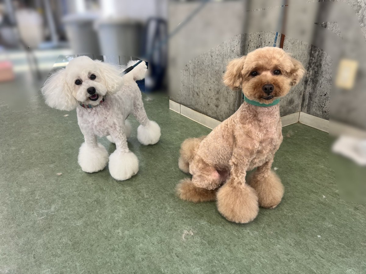 bremen_school's tweet photo. トリミングに来てくれた
同じおうちのプードルさん🐶🧡

カットがおそろいなんです！
足元はふわふわブレスレットで
実は腰にハートも付いてます💕

よく似合っていて
とっても可愛いですね😊

#ブレーメン動物専門学校
#徳島
#トリミング
#ブレスレットカット
#腰ハート
#デザインカット https://t.co/WqZMc4n5ww