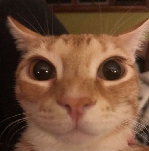 o kira sorrindo pra foto, to com medo. será que isso virou um daqueles bichos que aparece pra matar humanos? 💔