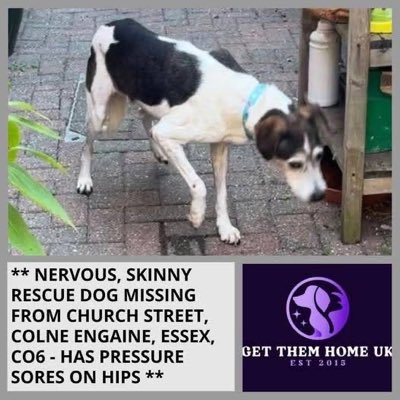 rosiedoc666's tweet photo. #NewProfilePic
https://t.co/2ejqEda4cQ
NERVOUS RESCUE DOG MISSING WHILST IN FOSTER CARE - COLCHESTER
Nemo is MISSING from Church Street, #ColneEngaine #COLCHESTER, #Essex #CO6
@ColneEngaineFC @ColneEngaine_WM @ColchesterNOW PLS RT TY
@alid2912 @02031961pat @BitofDecorum https://t.co/uD7tsWicfJ