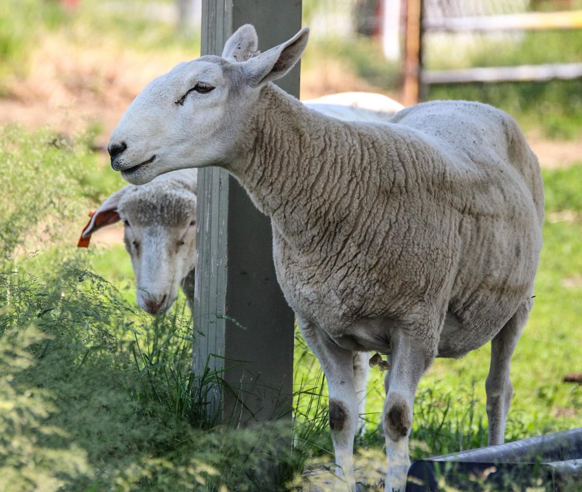 Musée de l’agriculture et de l’alimentation 🇨🇦 (@museeagri) on Twitter photo C’est la #JournéeMondialeDeLaPhotographie. Nous aimons beaucoup lorsque les photographes nous identifient! Parmi nos préférées, ces magnifiques photos de nos étables prises par <a href="/janetstevens/">Janet Stevens</a>.
Quelle est votre photo de ferme préférée? Identifiez-nous avec le mot-clic #MuséeAgri C’est la #JournéeMondialeDeLaPhotographie. Nous aimons beaucoup lorsque les photographes nous identifient! Parmi nos préférées, ces magnifiques photos de nos étables prises par <a href="/janetstevens/">Janet Stevens</a>.
Quelle est votre photo de ferme préférée? Identifiez-nous avec le mot-clic #MuséeAgri