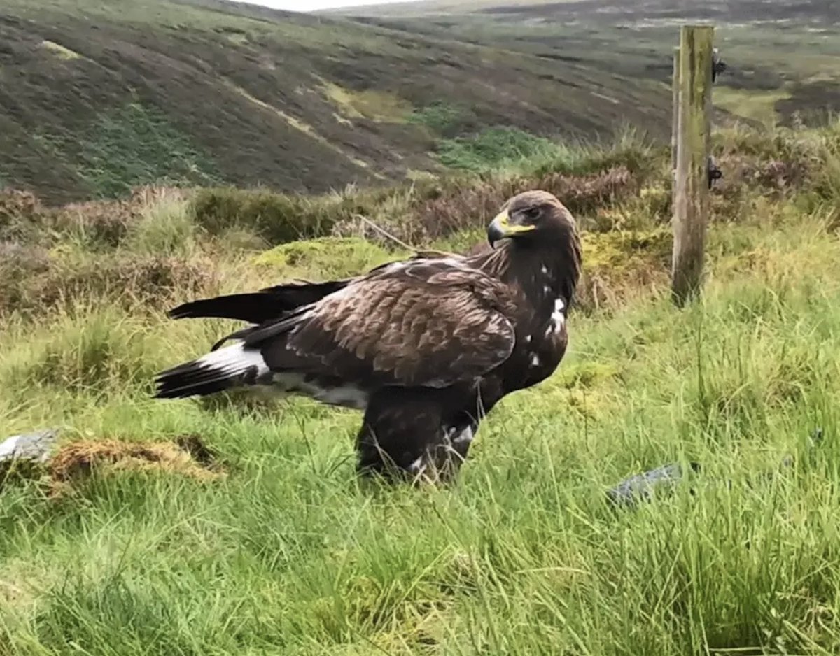 150+ years later… 🦅 Golden eagles may SOON return to England!

✅ Habitats ready
✅ Prey in abundance 🐇🐦
✅ Conservation blueprint from Scotland

Backed by Defra &amp; Natural England 🌍✨

Read how they’ll soar again → bird-watchers.com/england-golden…

📸 Golden eagle by John Wright
