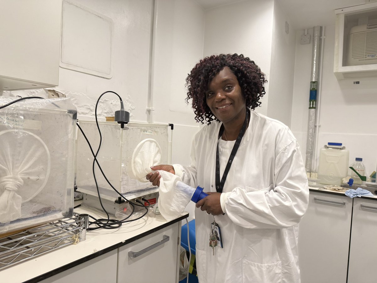 LSHTM_malaria's tweet image. Ahead of #WorldMosquitoDay2025, we celebrate the brilliant scientists and technicians 👩🏽🔬🔬 at @mrcunitgambia and @LSHTM whose dedication helps us better understand mosquitoes 🦟