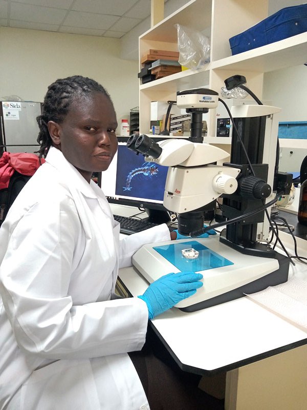 LSHTM_malaria's tweet image. Ahead of #WorldMosquitoDay2025, we celebrate the brilliant scientists and technicians 👩🏽🔬🔬 at @mrcunitgambia and @LSHTM whose dedication helps us better understand mosquitoes 🦟