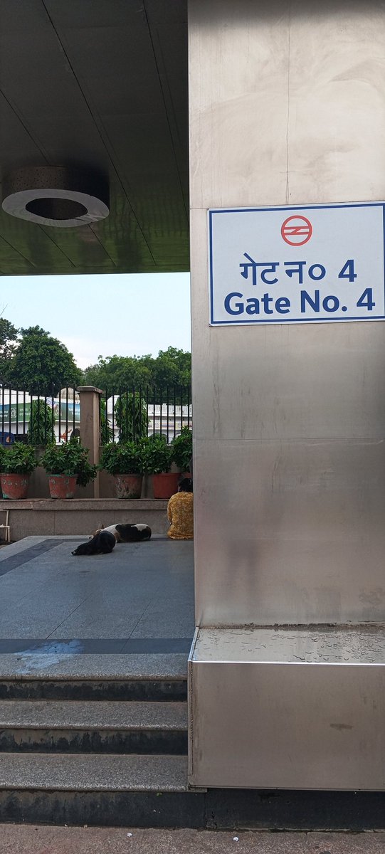 shakti_rashtra's tweet image. Stray dogs at Mandi House Gate No. 2  daily at 5 PM. As per #SupremeCourt guidelines, they deserve care, not removal. @ndmc @PFAIndia, ensure their safety &amp;amp; #ABCProgram. @CMODelhi #StrayDogCompassion #AnimalRights   @MCD_Delhi
@OfficialDMRC @DCP_DelhiMetro