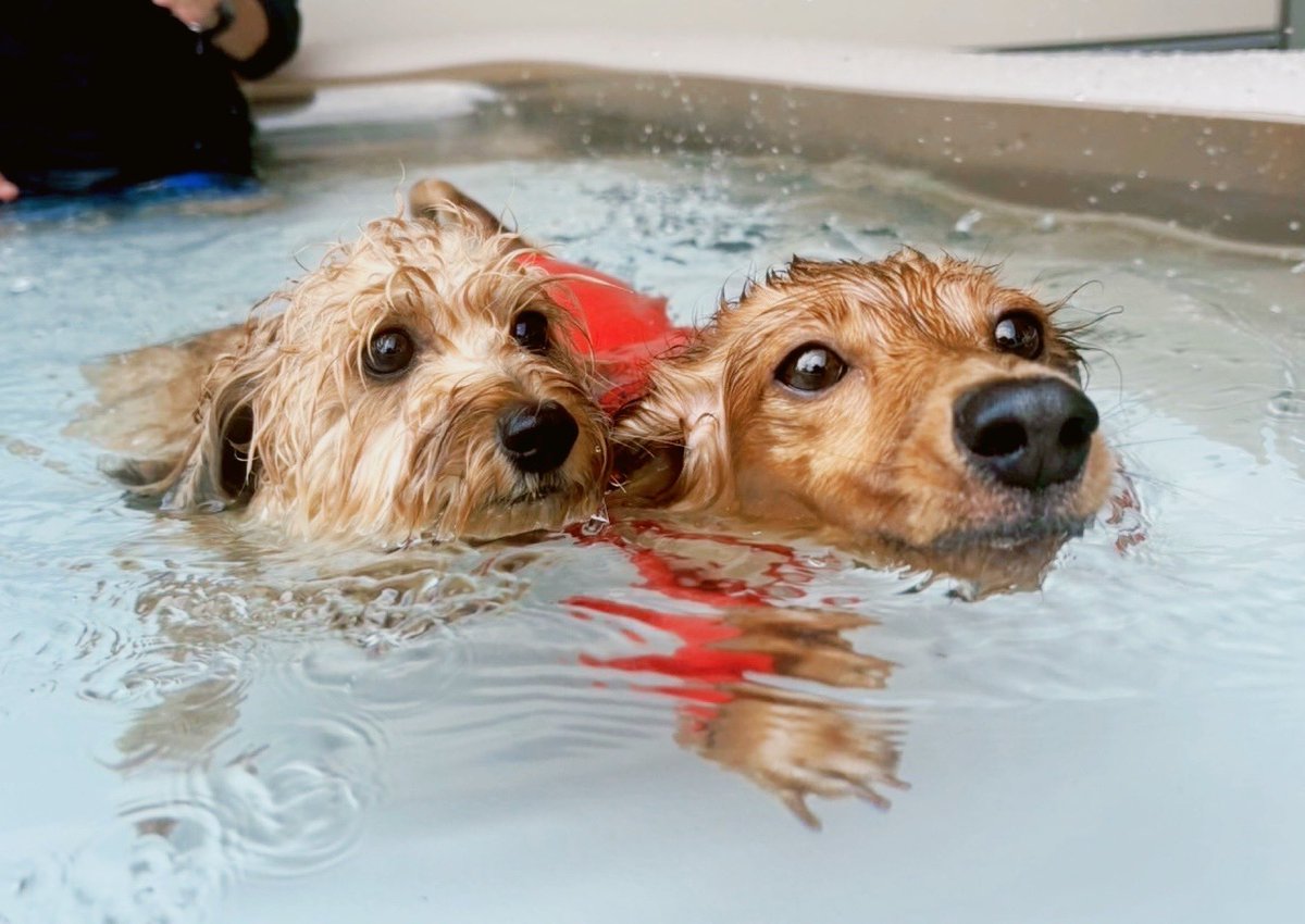 私が実家犬に会いたいと考えていたその頃、彼女たちは水遊びをしていた