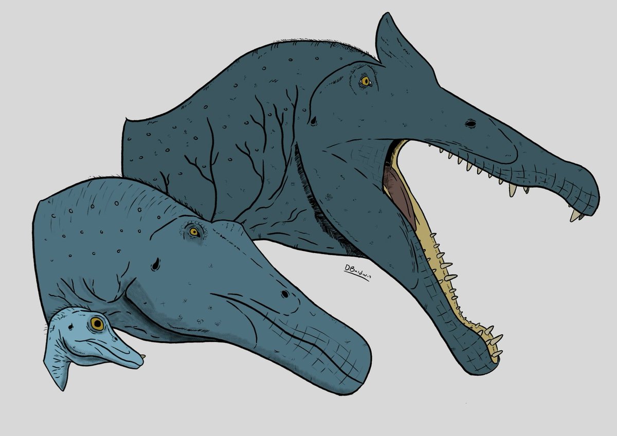 Spinosaurus ontogeny series

Never done one of these before so suggest another animal I wanna do more!

#paleoart #spinosaurus #paleontology #dinosaur #DinoConUK