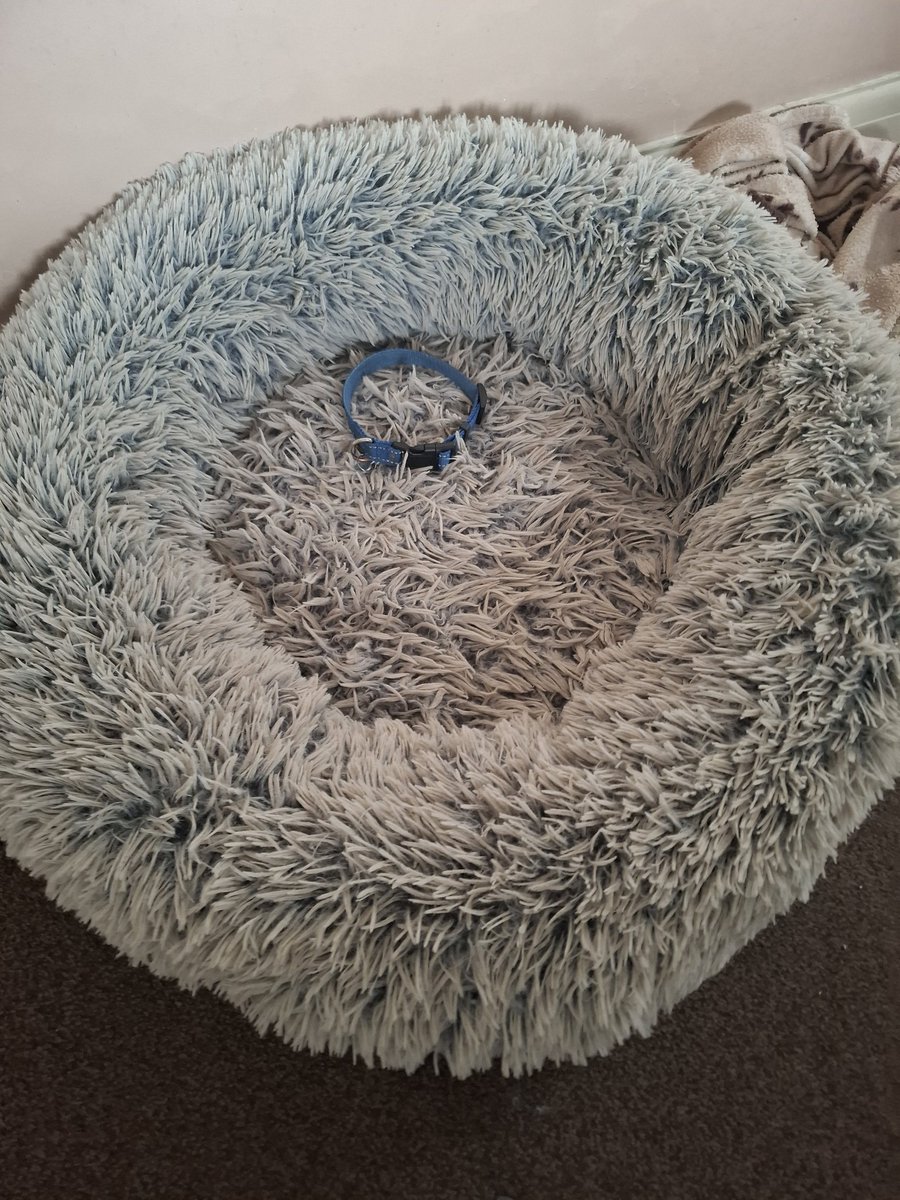 Gill ~ Cocker Spaniels Archie 🌈 Molly🌈 tweet media