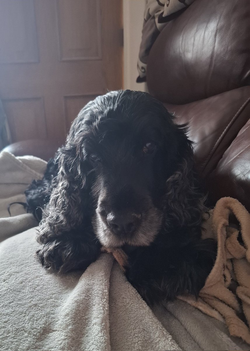 Gill ~ Cocker Spaniels Archie 🌈 Molly🌈 tweet media