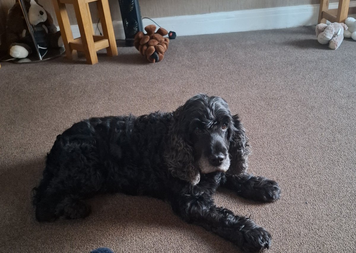 Gill ~ Cocker Spaniels Archie 🌈 Molly🌈 tweet media