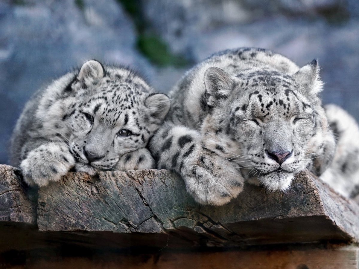 初めて見たユキヒョウの赤ちゃんがフクちゃんでした。表情や仕草が