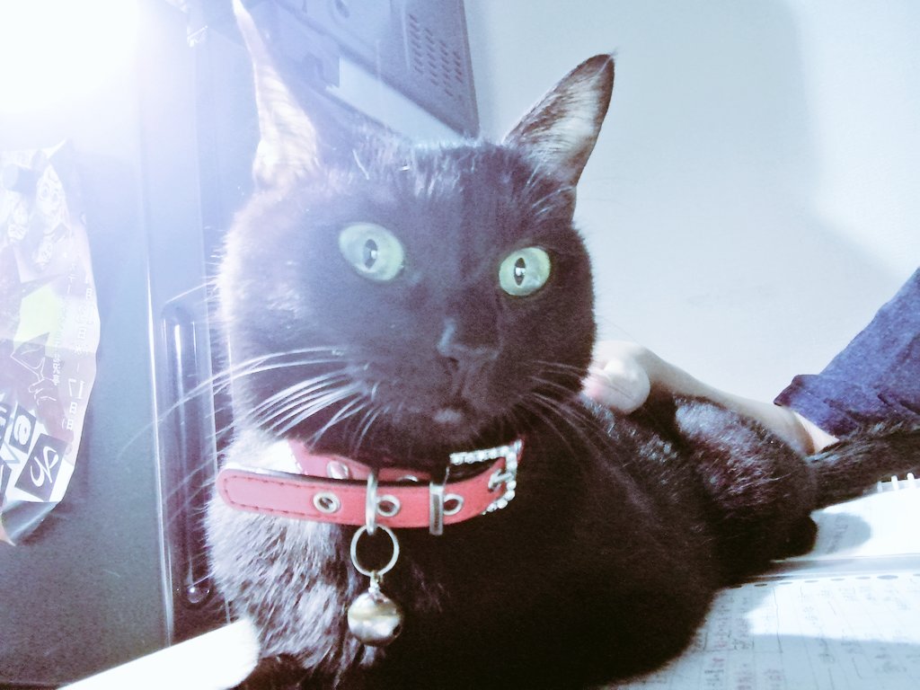 なぁんで邪魔するのぉ涙( ߹𖥦߹ )
#ドヤ顔 #おかや #かまちょ
#黒猫感謝の日 #あったらしいじゃん