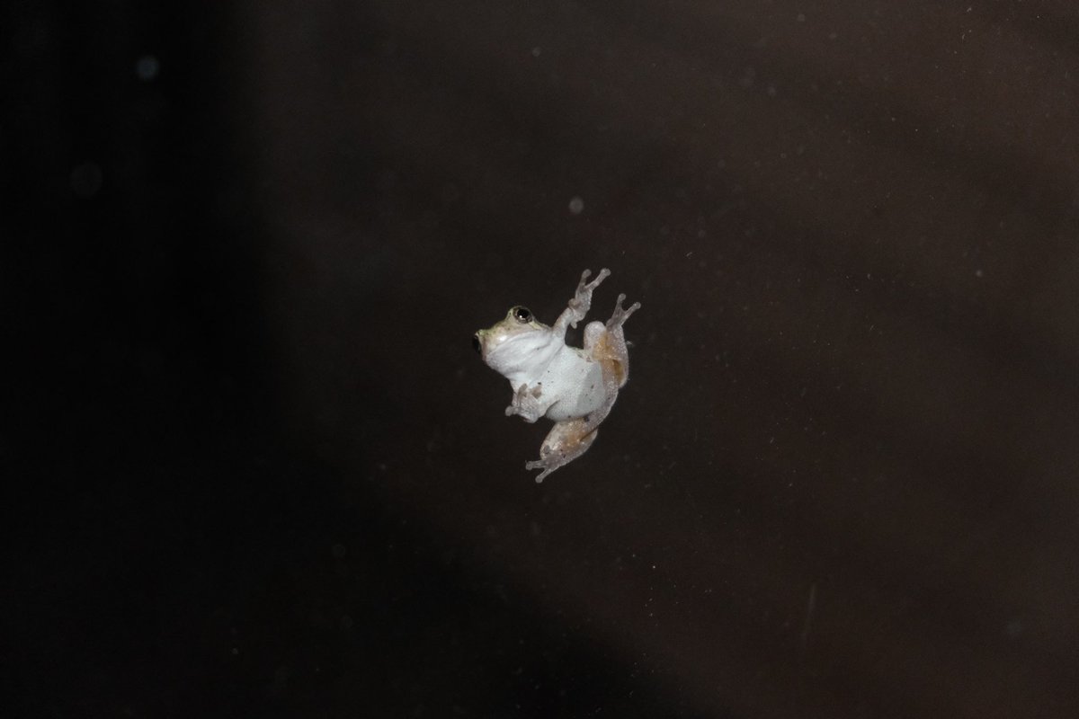 _Truffl3's tweet photo. Frog #frog #Frog #photograghy https://t.co/9HAOaFlOKw