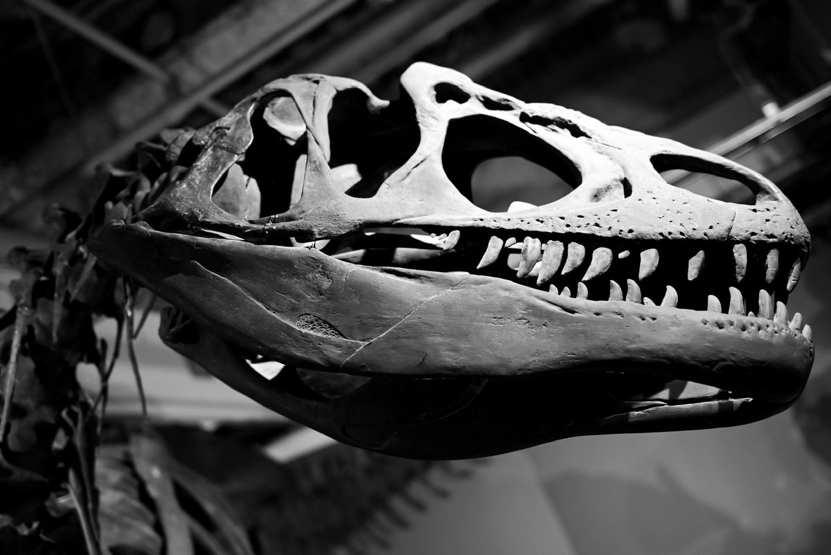 恐竜🦕🦕
#写真好きな人と繋がりたい
#photograghy 
#photographer
#CHIPhotoworld