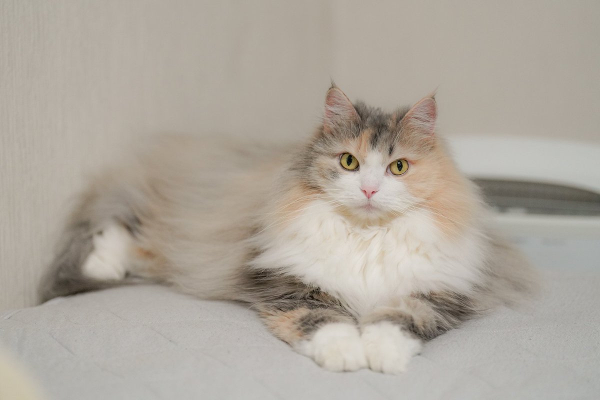 座ってても寝転んでても手を揃えてることが多い