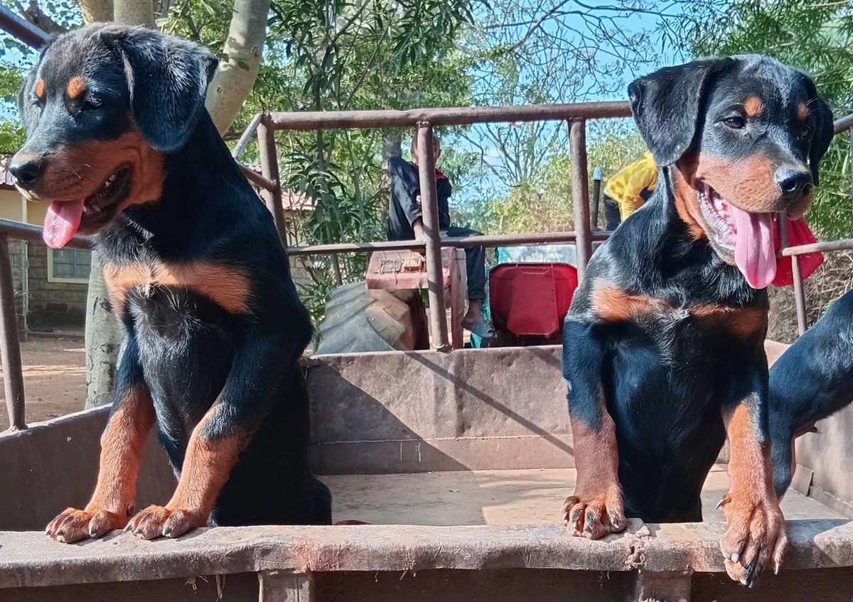 dannydinta17's tweet photo. 4 months old Rottweilers. 
Male and female
Location Wote town, Makueni 
0717103868
40,000/-
#LaCasaDeLosFamososMx #LCDLFMX3 #helevier #سعود_القحطاني #paofc #CoolieBlockbuster https://t.co/7WzHys3ZsU